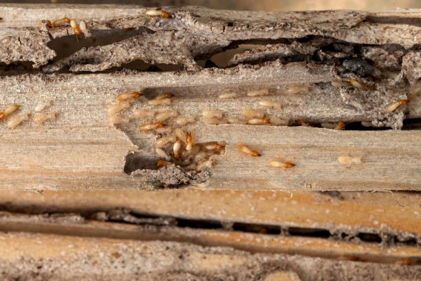 Best Exterminator Services  in Mariposa, CA